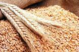 تراجع في أسعار القمح عقب الإعلان عن استئناف اتفاق تصدير الحبوب الأوكرانية