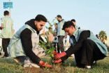 أمانة جازان تُعزز الغطاء النباتي في الواجهة البحرية