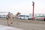 “السايحة” الأسرع والأفضل في منافسات الجذاع بمهرجان ولي العهد للهجن