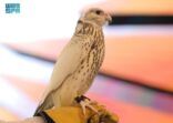 صفقات قياسية تعزز مكانة المزاد الدولي لمزارع إنتاج الصقور بصفته محركًا ثقافيًا واقتصاديًا