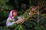 في يوم القهوة..   “بن جازان” من الجبال للعالمية بأكثر من 2000 مزرعة