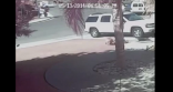 قطة تنقذ طفلا من كراهية كلب في كاليفورنيا (فيديو)