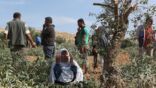 مستوطنون يدمرون مئات أشجار الزيتون بالضفة الغربية