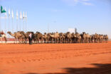 رحبوا بالقرارات الجديدة بمهرجان المؤسس.. مُلاك الإبل: تخلق حراكاً تنافسياً