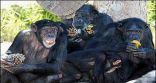 شمبانزي يتزعم عصابة قرود للهروب من حديقة حيوان أمريكية