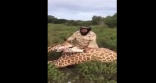 سعودي يقنص زرافة ويدعو أصدقاءه لتناولها عشاءً (فيديو)