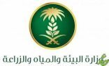 “البيئة” تطرح 4 فرص استثمارية لدعم قطاع الثروة الحيوانية وتعزيز الأمن الغذائي في جازان