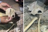 مواطن يعثر على جمجمة حيوان غريب داخل كهف في عسير.. ويعلق: أعتقد لم يصل إليه أحد قبلنا