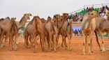 تأهُّل 30 مشاركاً لمرحلة التحكيم النهائي في فئة مفاريد قعدان للوني المجاهيم والحمر بمهرجان الإبل